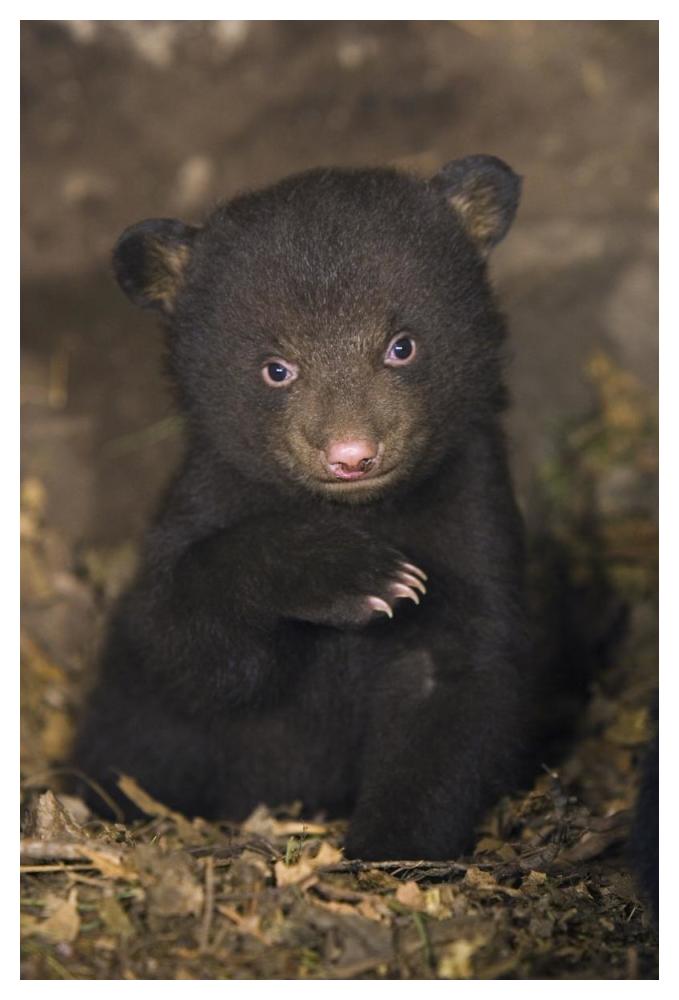 Black Bear 7 week old cub in den-Paper Art-34"x50"