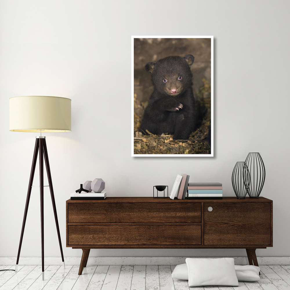 Black Bear 7 week old cub in den-Paper Art-34&quotx50"
