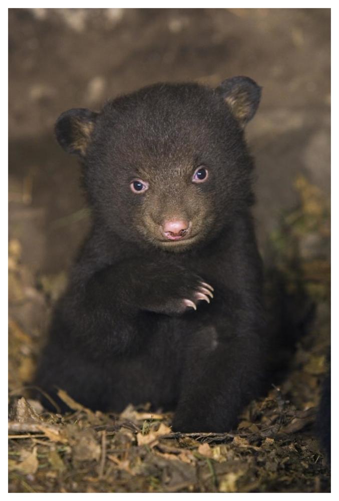 Black Bear 7 week old cub in den-Paper Art-42"x62"