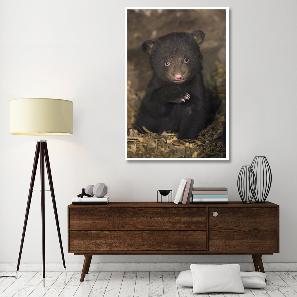 Black Bear 7 week old cub in den-Paper Art-42&quotx62"