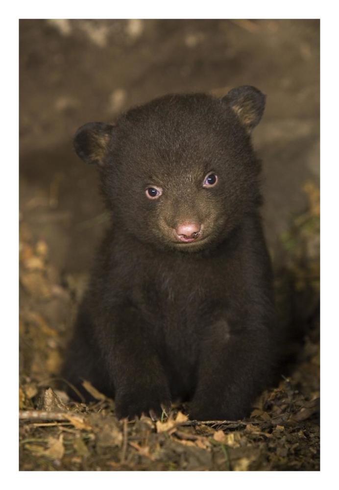 Black Bear 7 week old cub in den-Paper Art-18"x26"