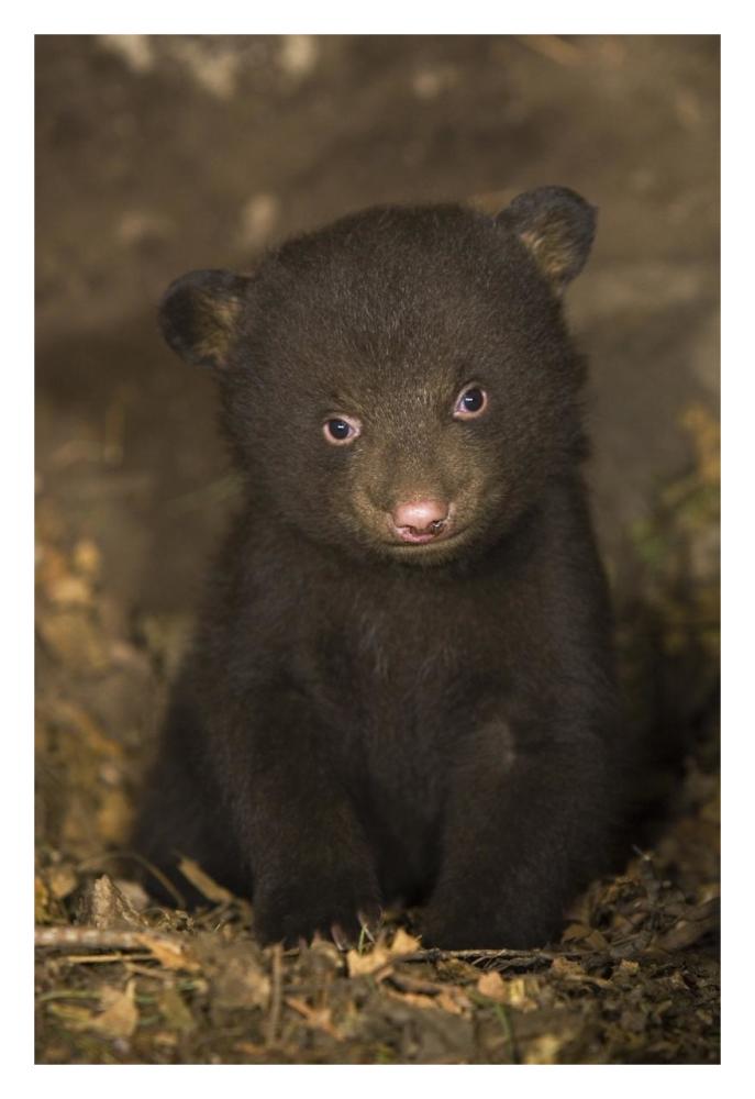 Black Bear 7 week old cub in den-Paper Art-22"x32"