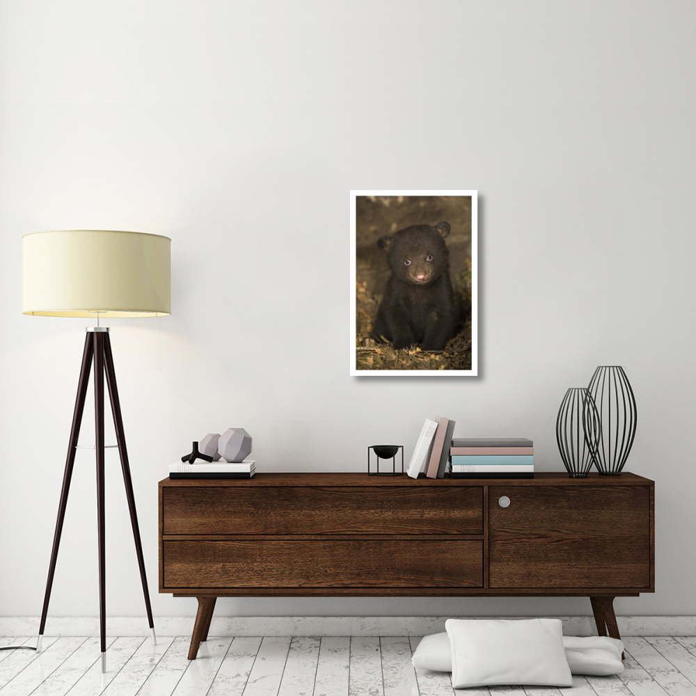 Black Bear 7 week old cub in den-Paper Art-22&quotx32"