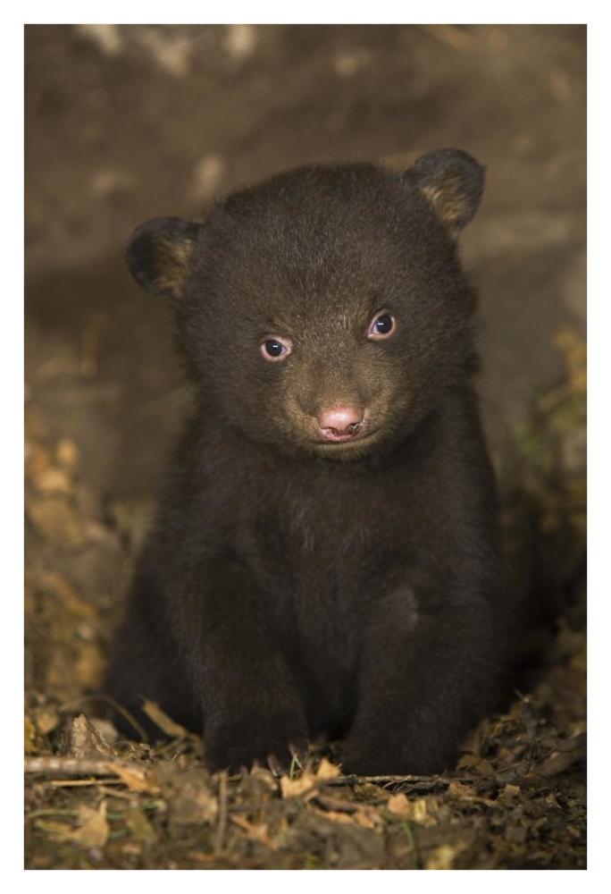 Black Bear 7 week old cub in den-Paper Art-26"x38"