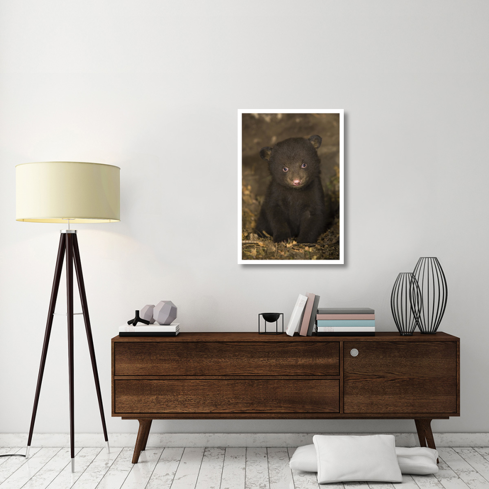 Black Bear 7 week old cub in den-Paper Art-26&quotx38"