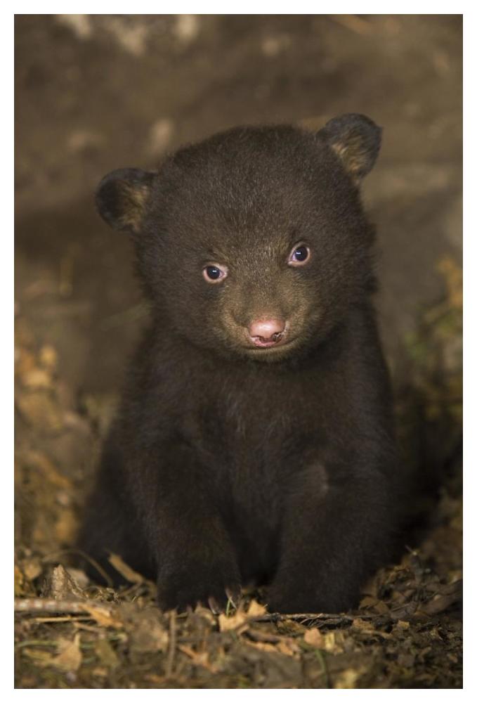 Black Bear 7 week old cub in den-Paper Art-34"x50"