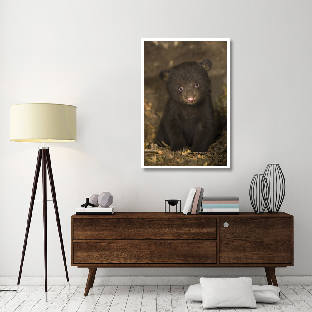 Black Bear 7 week old cub in den-Paper Art-34&quotx50"