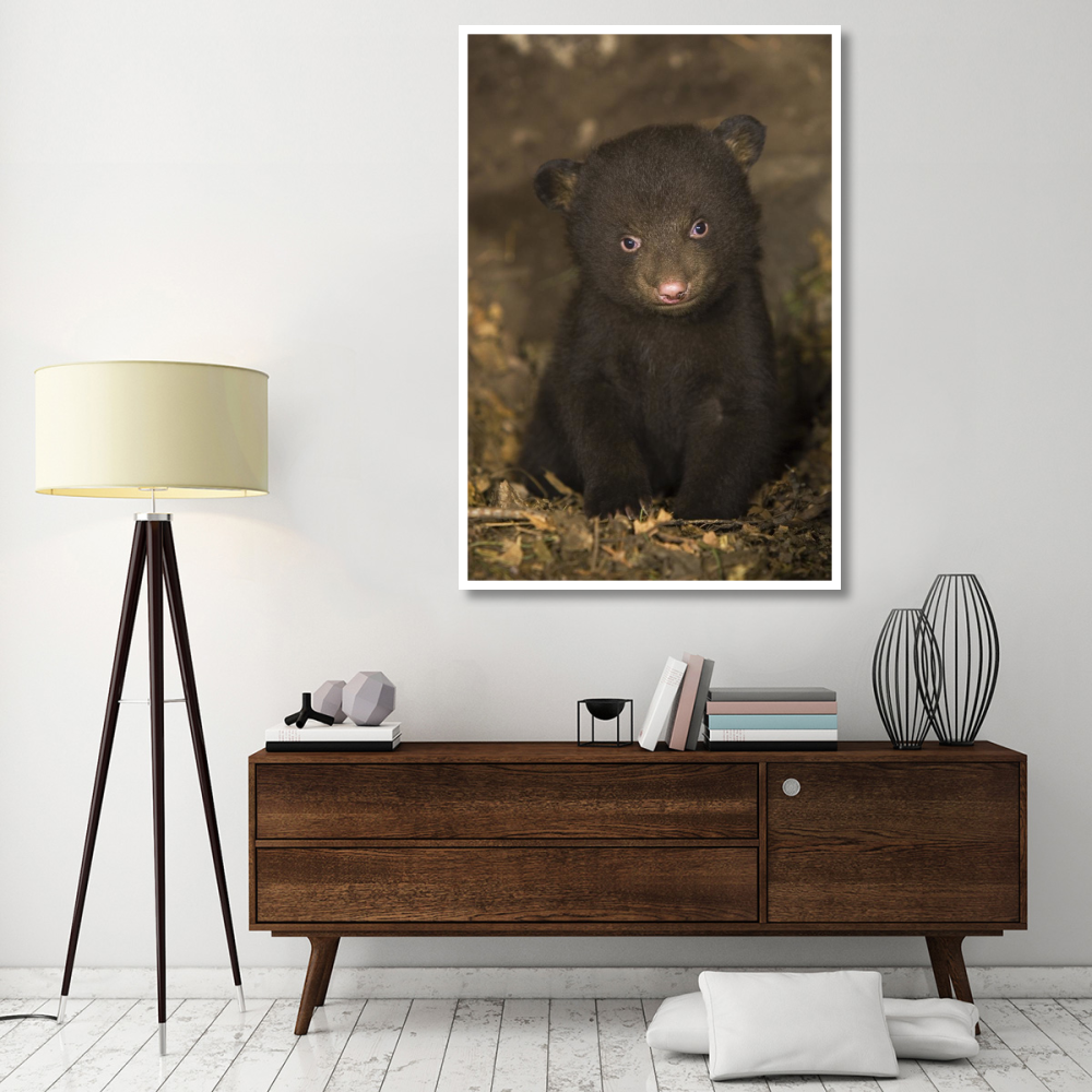 Black Bear 7 week old cub in den-Paper Art-42&quotx62"