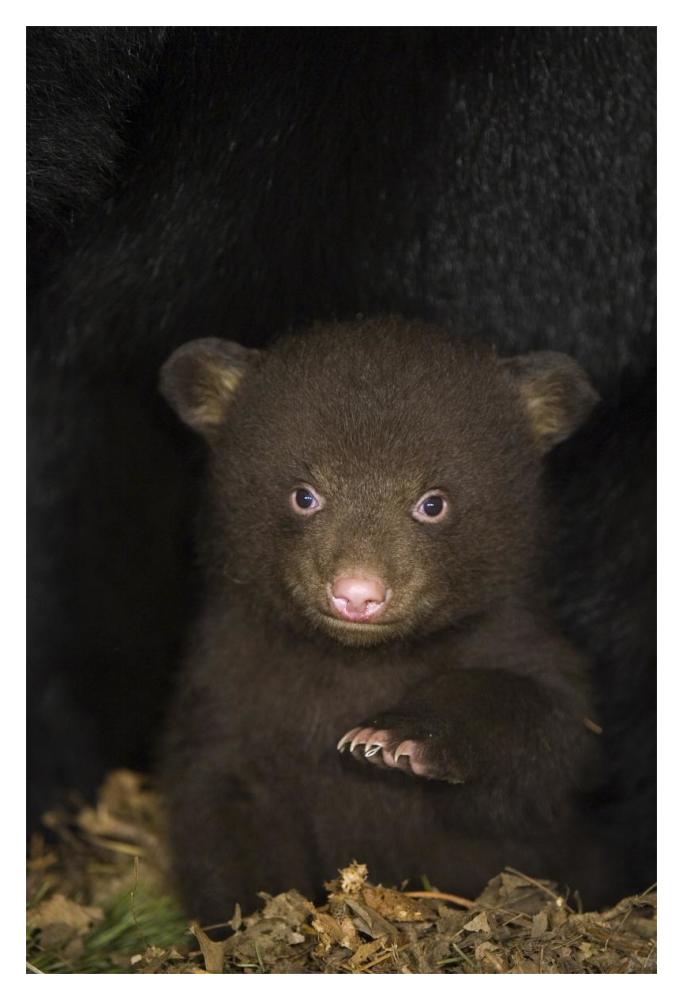 Black Bear 7 week old cub in den-Paper Art-14"x20"