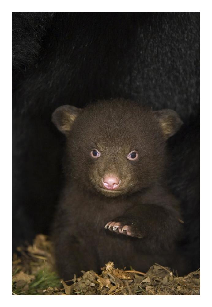 Black Bear 7 week old cub in den-Paper Art-18"x26"