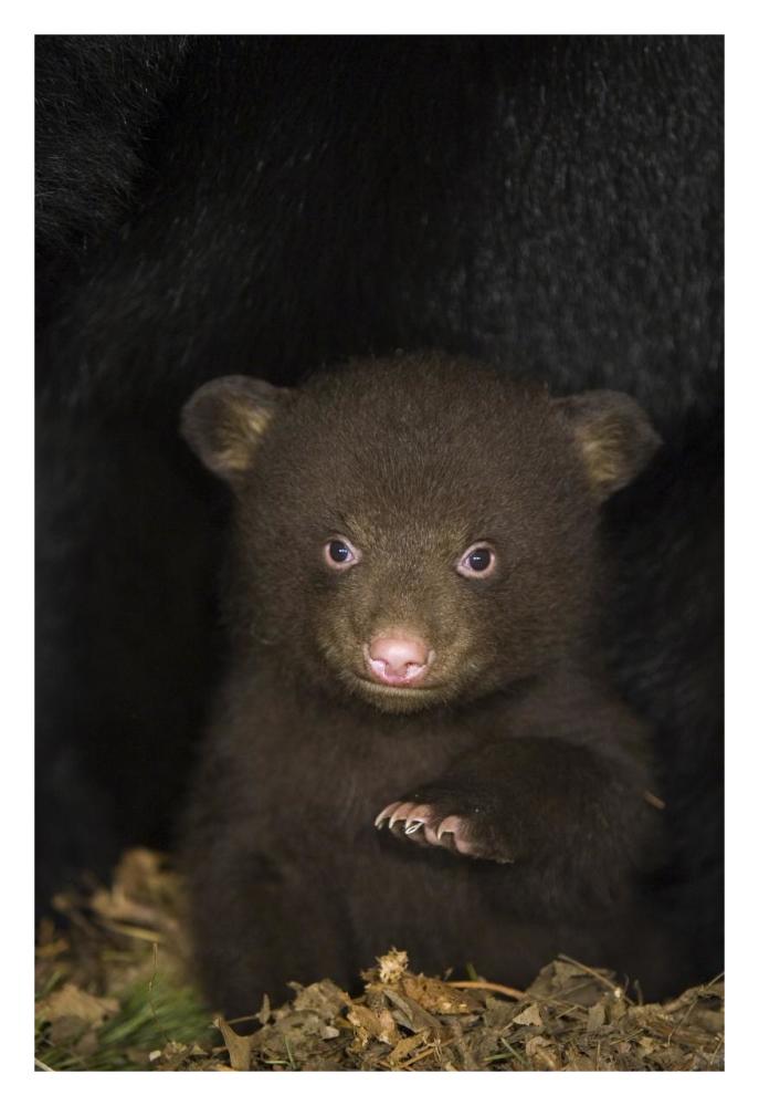 Black Bear 7 week old cub in den-Paper Art-22"x32"