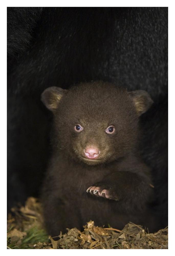 Black Bear 7 week old cub in den-Paper Art-26"x38"