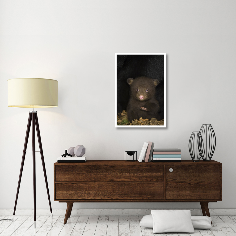 Black Bear 7 week old cub in den-Paper Art-26&quotx38"