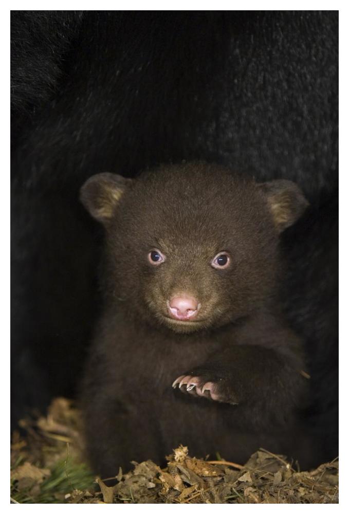 Black Bear 7 week old cub in den-Paper Art-34"x50"