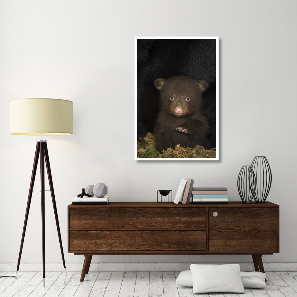 Black Bear 7 week old cub in den-Paper Art-34&quotx50"
