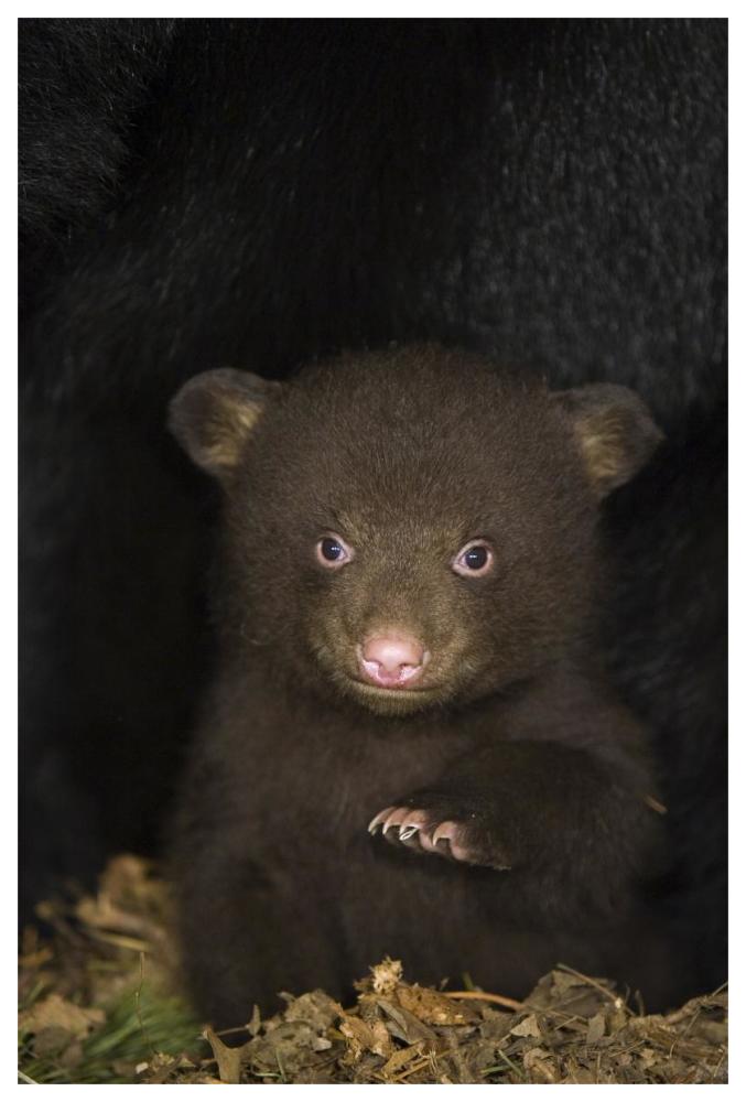 Black Bear 7 week old cub in den-Paper Art-42"x62"