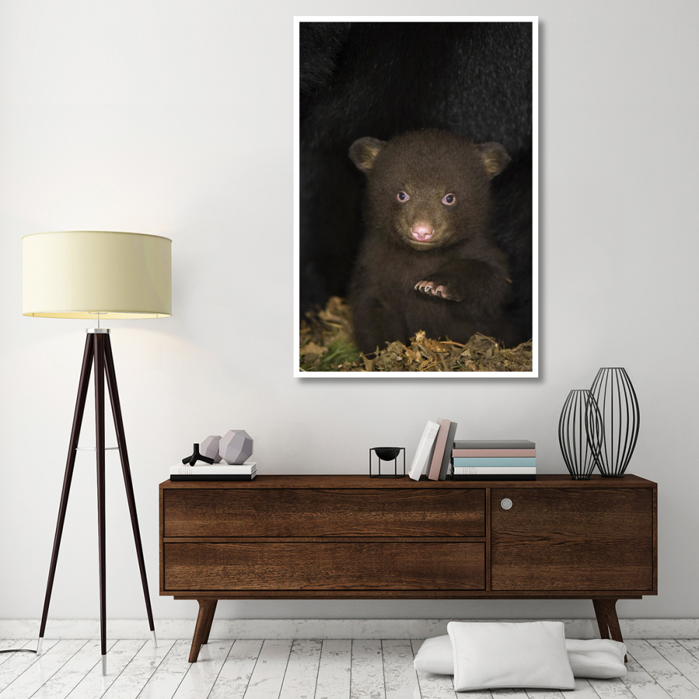 Black Bear 7 week old cub in den-Paper Art-42&quotx62"