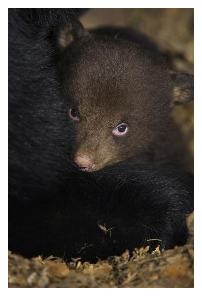 Black Bear 7 week old cub in den-Paper Art-14"x20"