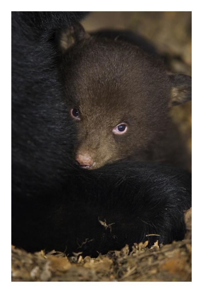 Black Bear 7 week old cub in den-Paper Art-18"x26"