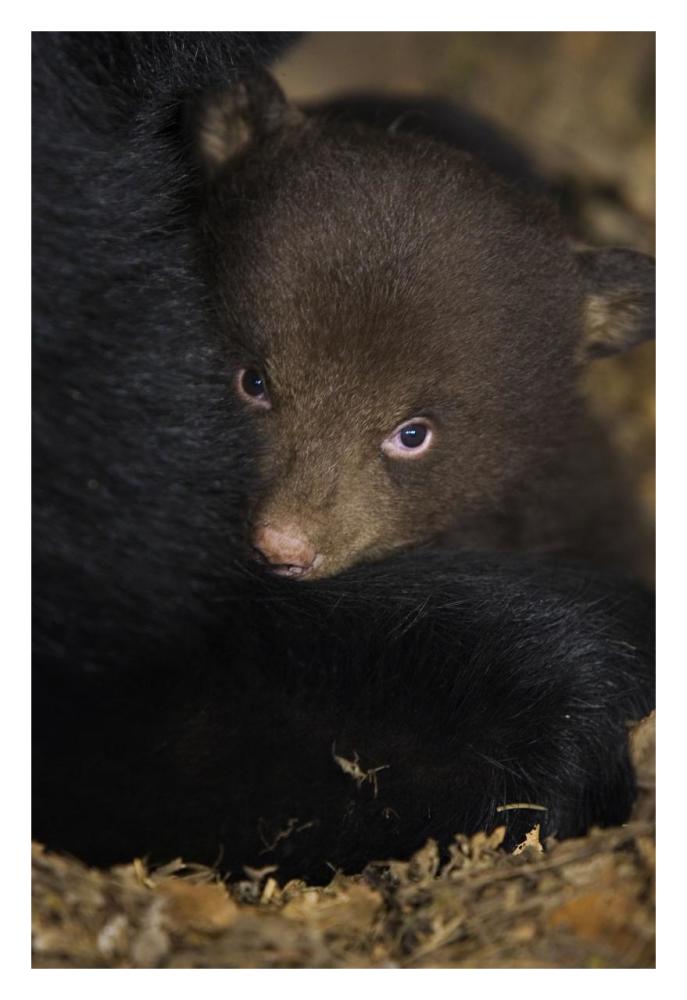 Black Bear 7 week old cub in den-Paper Art-22"x32"