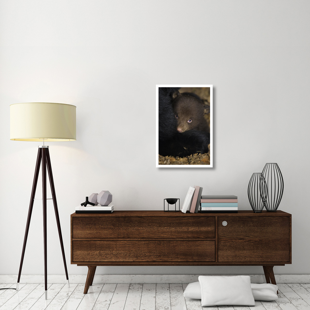Black Bear 7 week old cub in den-Paper Art-22&quotx32"