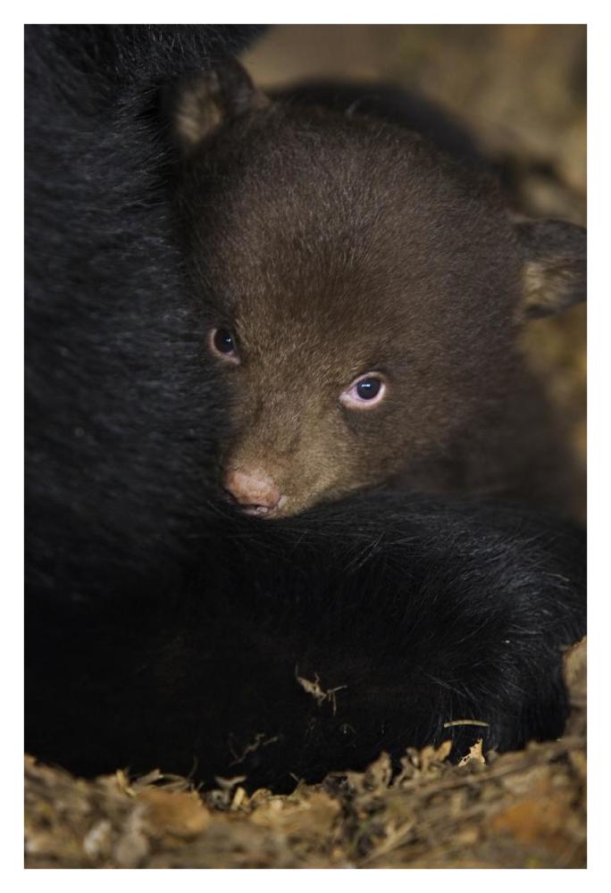 Black Bear 7 week old cub in den-Paper Art-26"x38"
