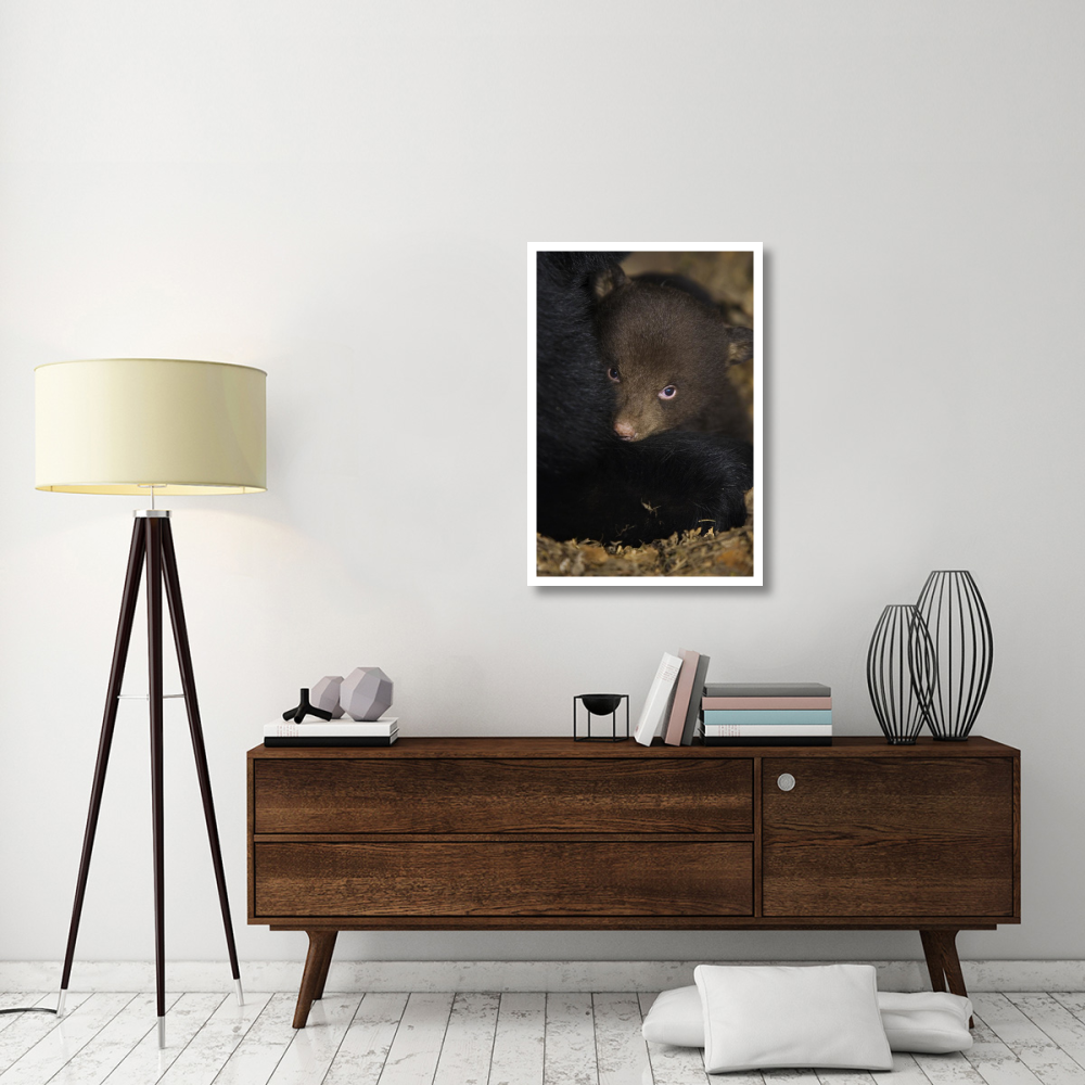 Black Bear 7 week old cub in den-Paper Art-26&quotx38"