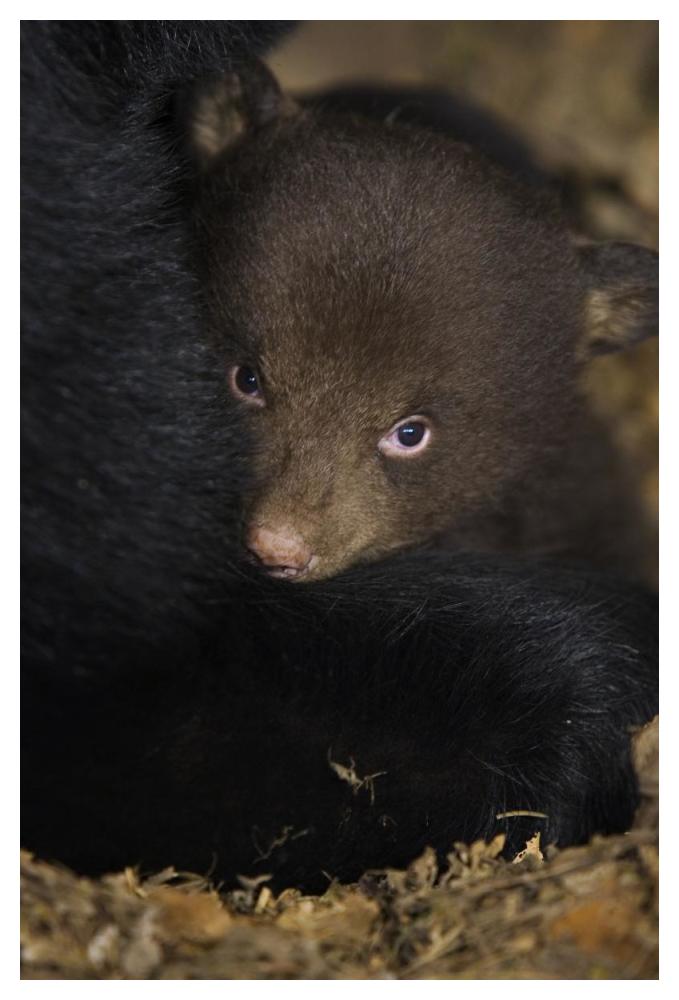 Black Bear 7 week old cub in den-Paper Art-34"x50"