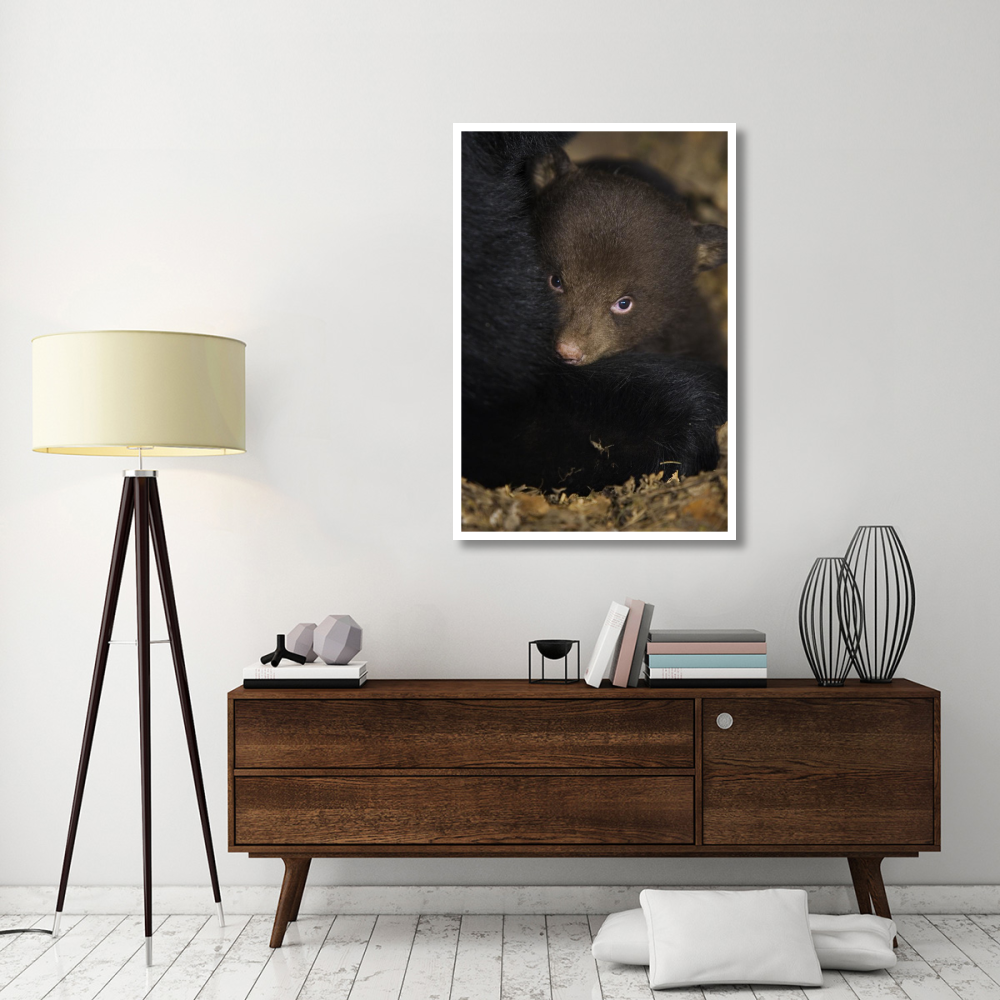 Black Bear 7 week old cub in den-Paper Art-34&quotx50"