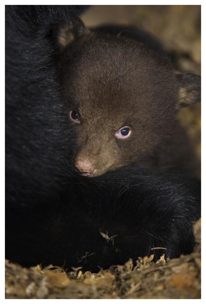 Black Bear 7 week old cub in den-Paper Art-42"x62"