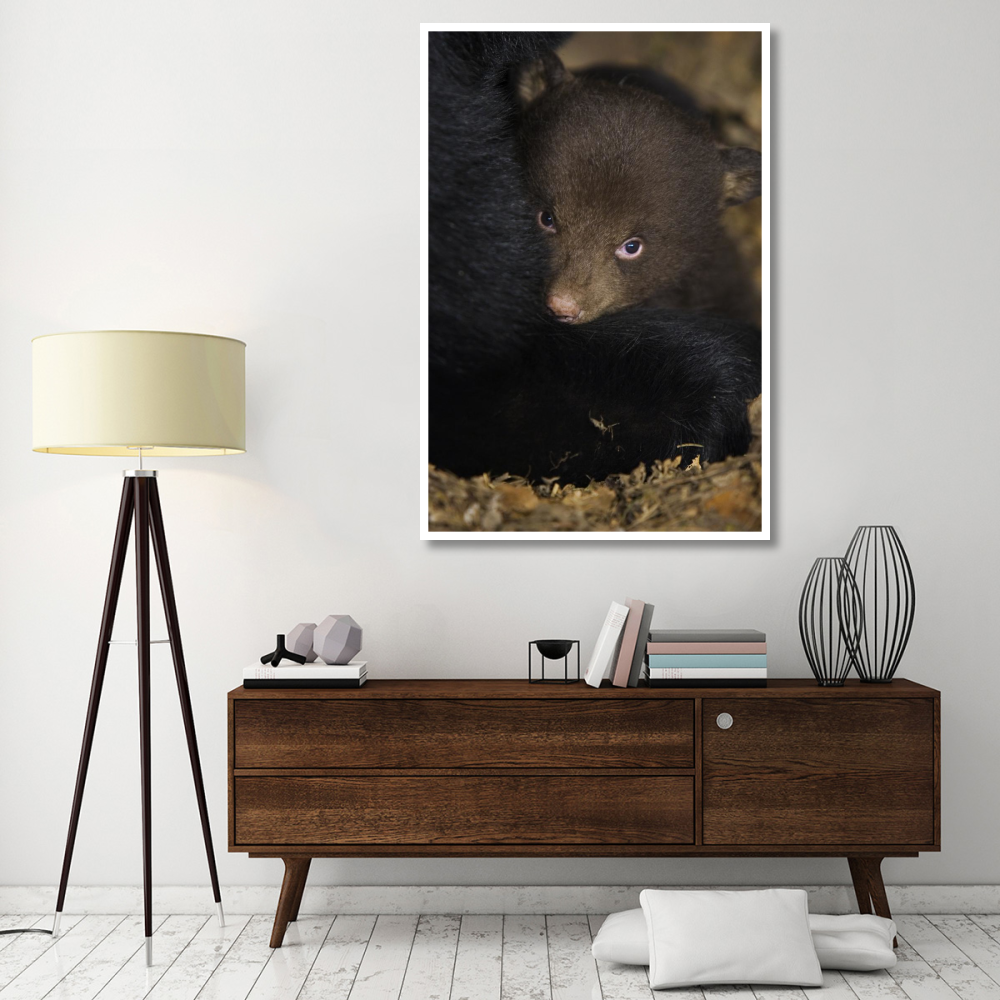 Black Bear 7 week old cub in den-Paper Art-42&quotx62"