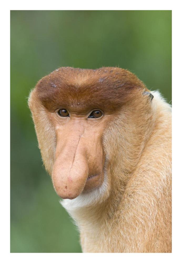 Proboscis Monkey male, Sabah, Malaysia-Paper Art-18"x26"
