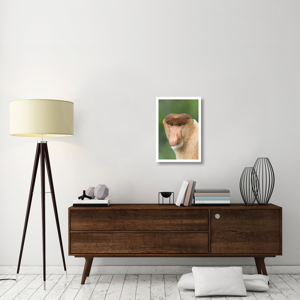 Proboscis Monkey male, Sabah, Malaysia-Paper Art-18&quotx26"
