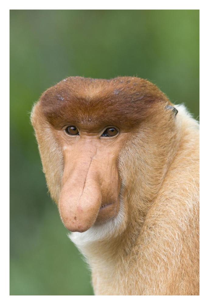 Proboscis Monkey male, Sabah, Malaysia-Paper Art-22"x32"