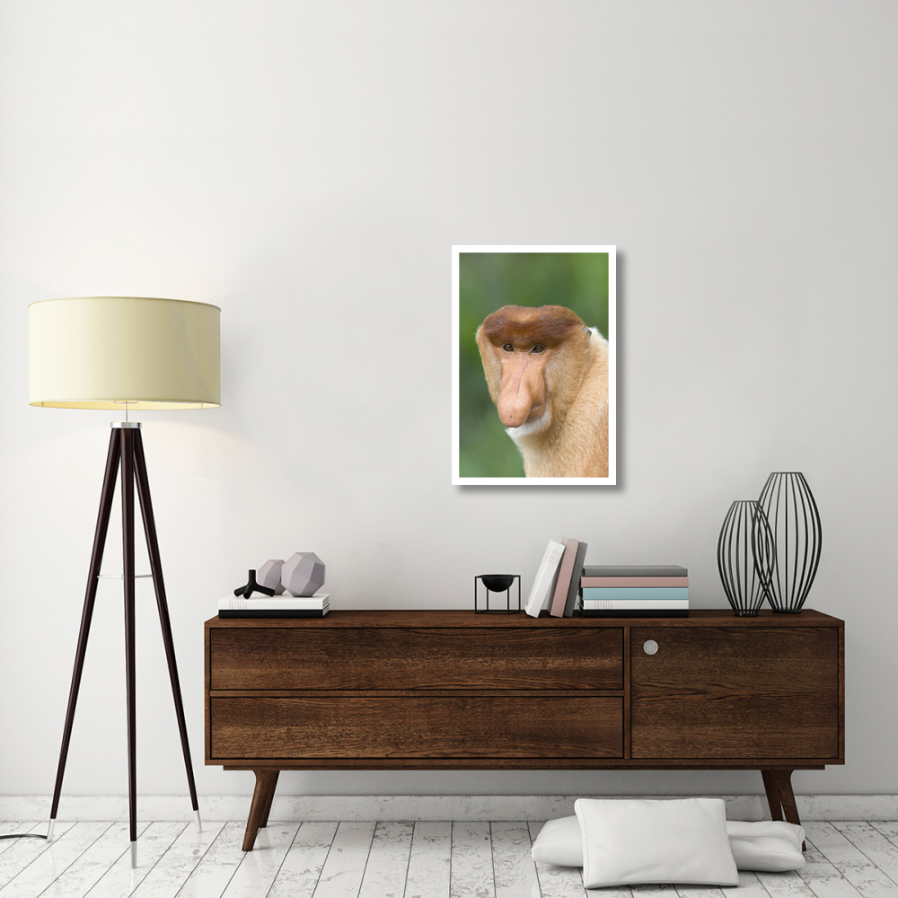Proboscis Monkey male, Sabah, Malaysia-Paper Art-22&quotx32"
