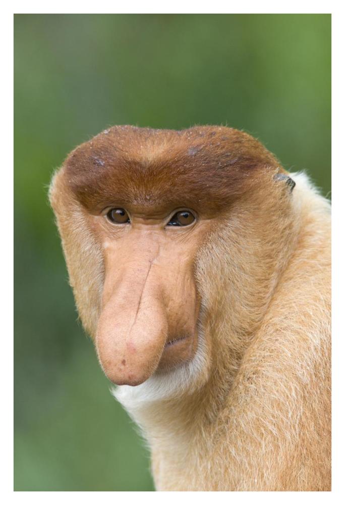 Proboscis Monkey male, Sabah, Malaysia-Paper Art-26"x38"