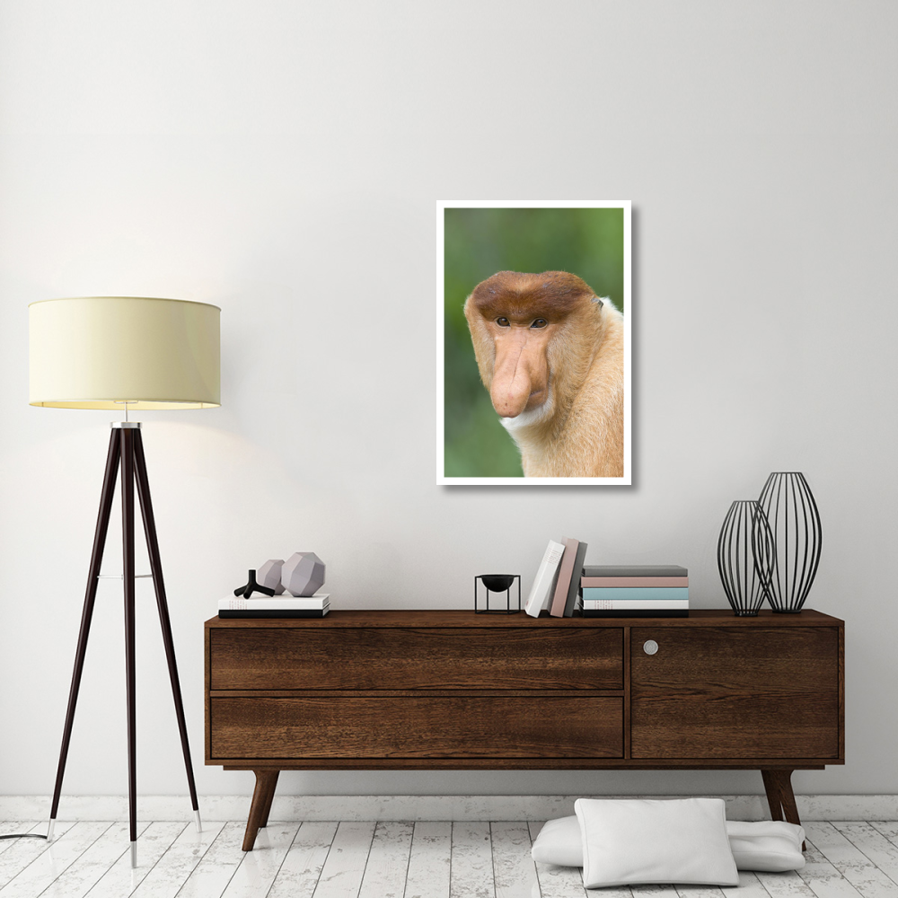 Proboscis Monkey male, Sabah, Malaysia-Paper Art-26&quotx38"