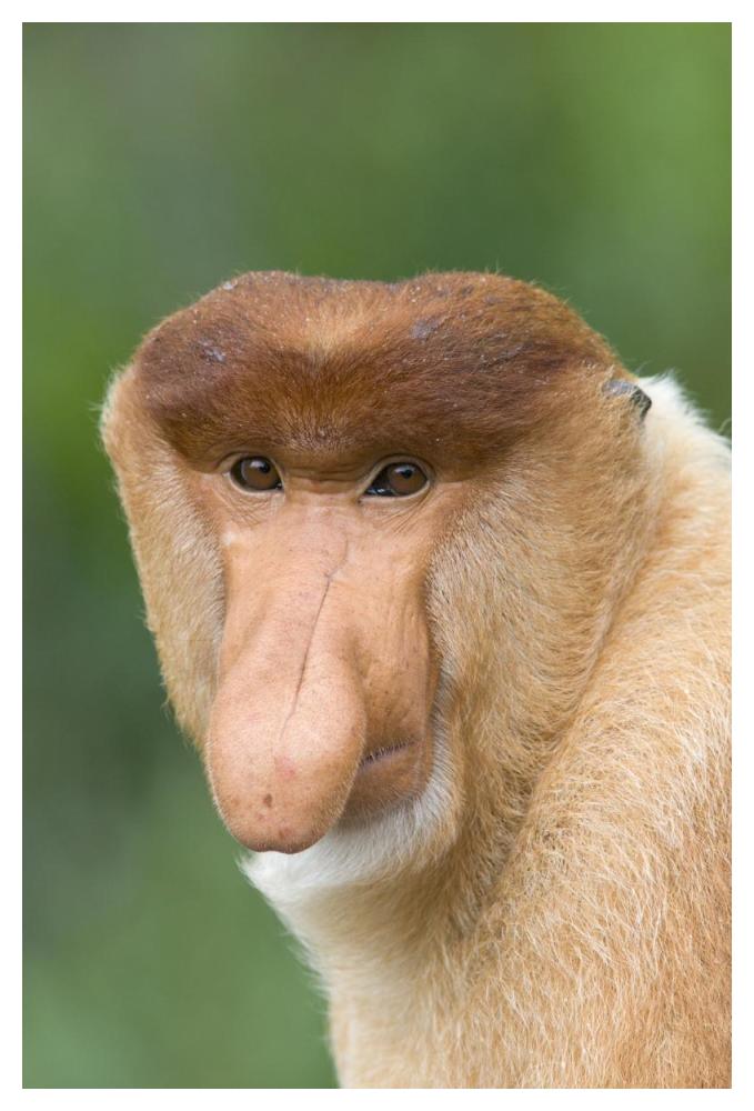 Proboscis Monkey male, Sabah, Malaysia-Paper Art-34"x50"