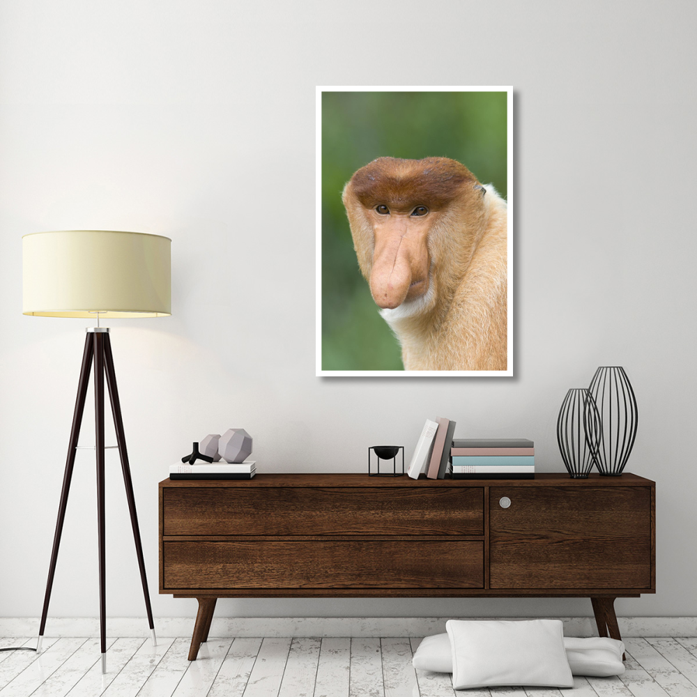 Proboscis Monkey male, Sabah, Malaysia-Paper Art-34&quotx50"