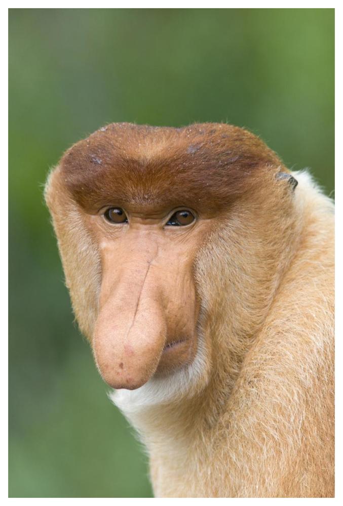 Proboscis Monkey male, Sabah, Malaysia-Paper Art-42"x62"