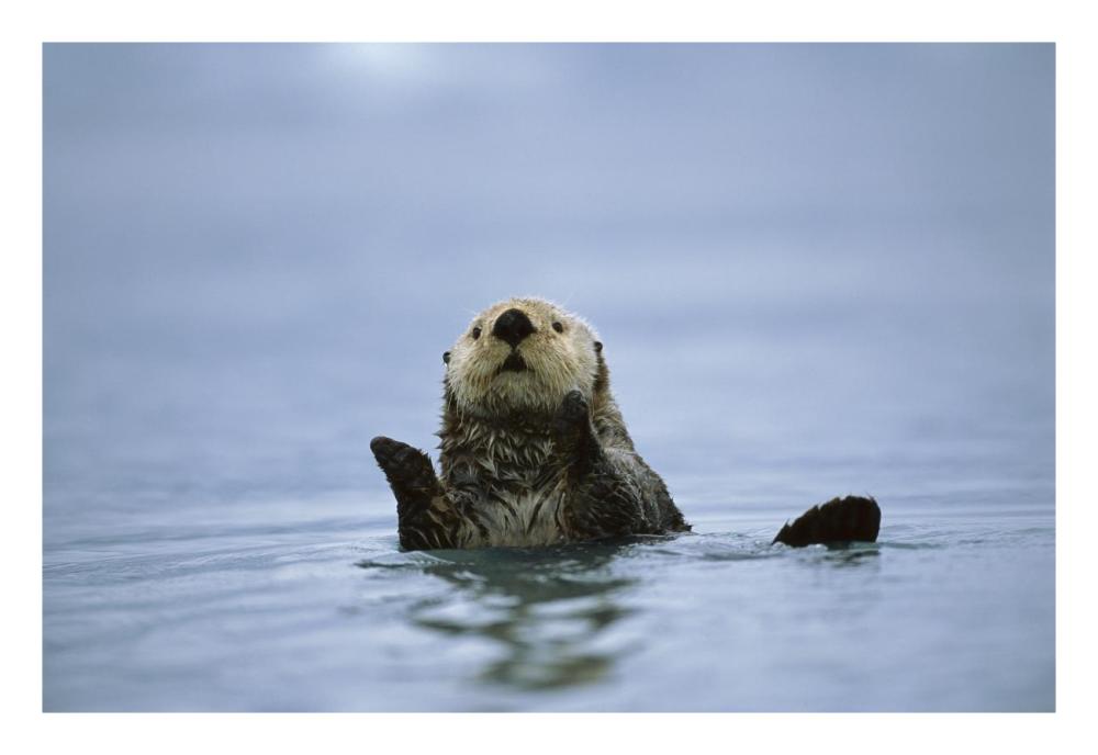 Sea Otter, Prince William Sound, Alaska-Paper Art-26"x18"