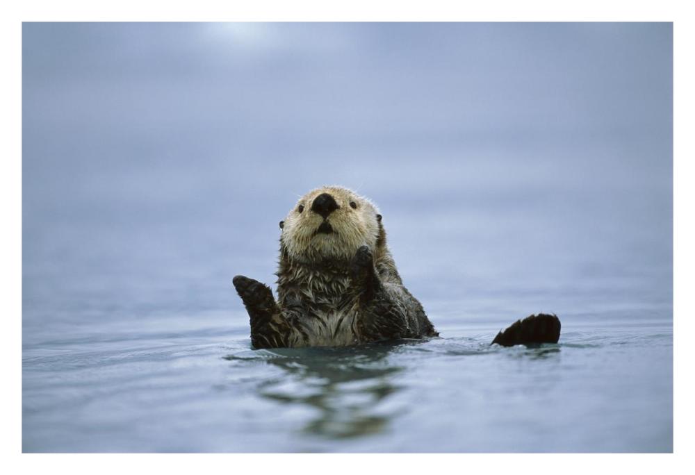 Sea Otter, Prince William Sound, Alaska-Paper Art-32"x22"