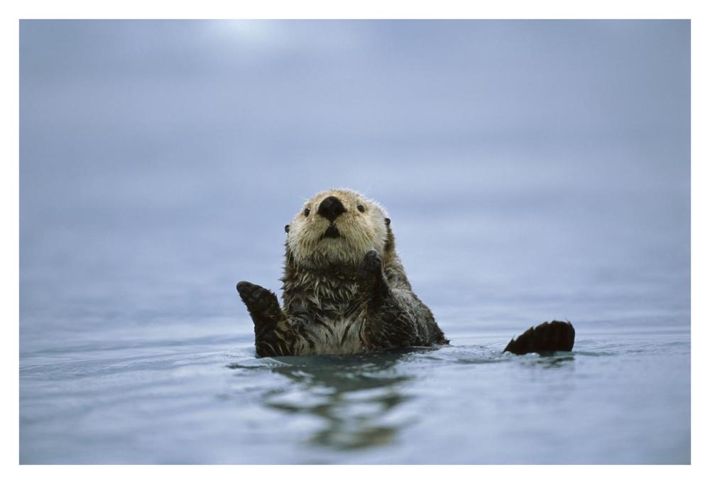 Sea Otter, Prince William Sound, Alaska-Paper Art-38"x26"