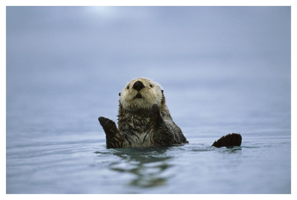 Sea Otter, Prince William Sound, Alaska-Paper Art-50"x34"