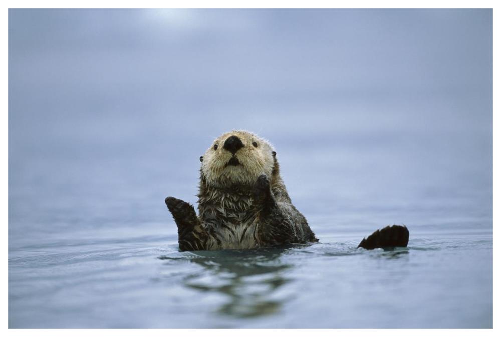 Sea Otter, Prince William Sound, Alaska-Paper Art-62"x42"