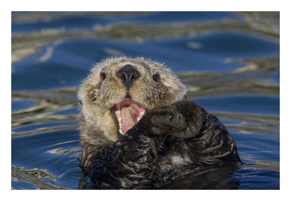 Sea Otter yawning, Monterey Bay, California-Paper Art-26"x18"