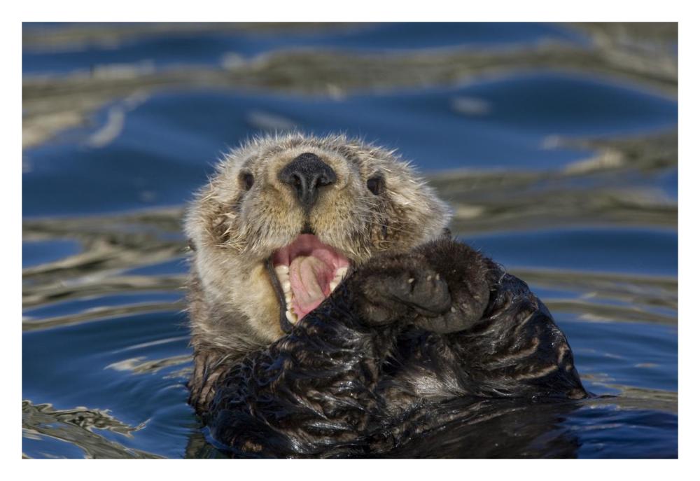 Sea Otter yawning, Monterey Bay, California-Paper Art-32"x22"