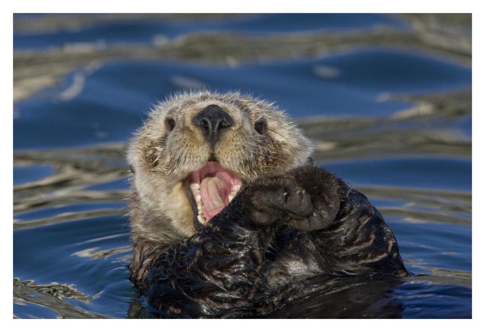 Sea Otter yawning, Monterey Bay, California-Paper Art-38"x26"