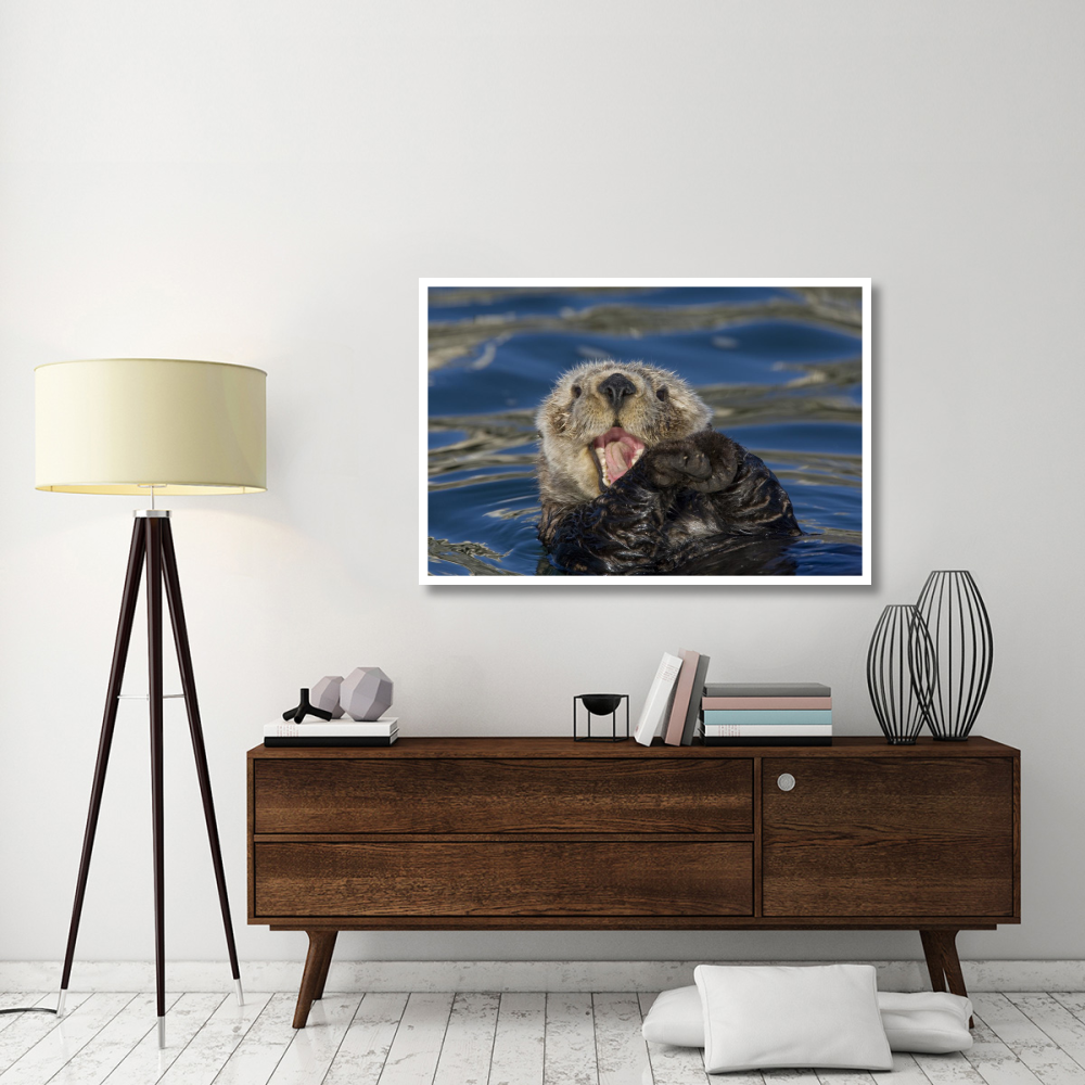 Sea Otter yawning, Monterey Bay, California-Paper Art-50&quotx34"