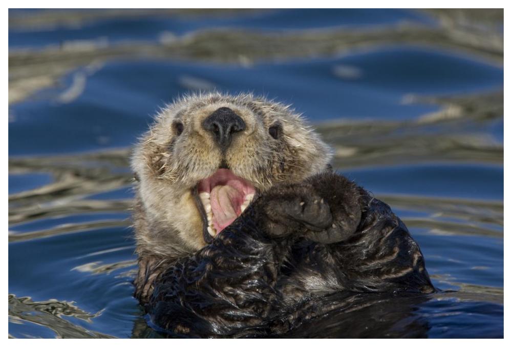 Sea Otter yawning, Monterey Bay, California-Paper Art-62"x42"